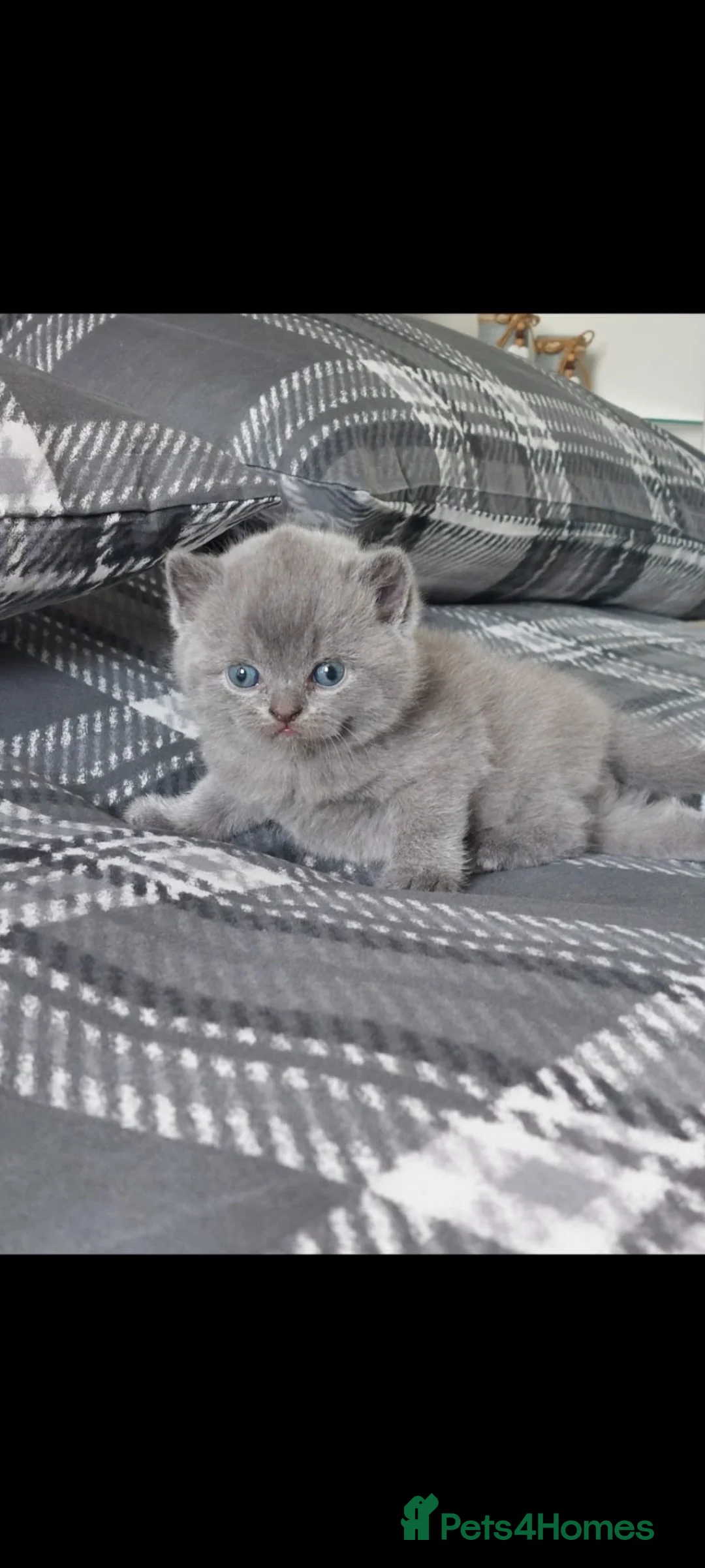 Mixed Breed cats for sale: Blue British Shorthair Scottish  - Advert 8