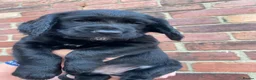Cocker Spaniel dogs for sale: 2 boys ready now  - Advert 25