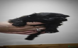 Pomapoo dogs for sale: Pompoo puppies  - Image 2