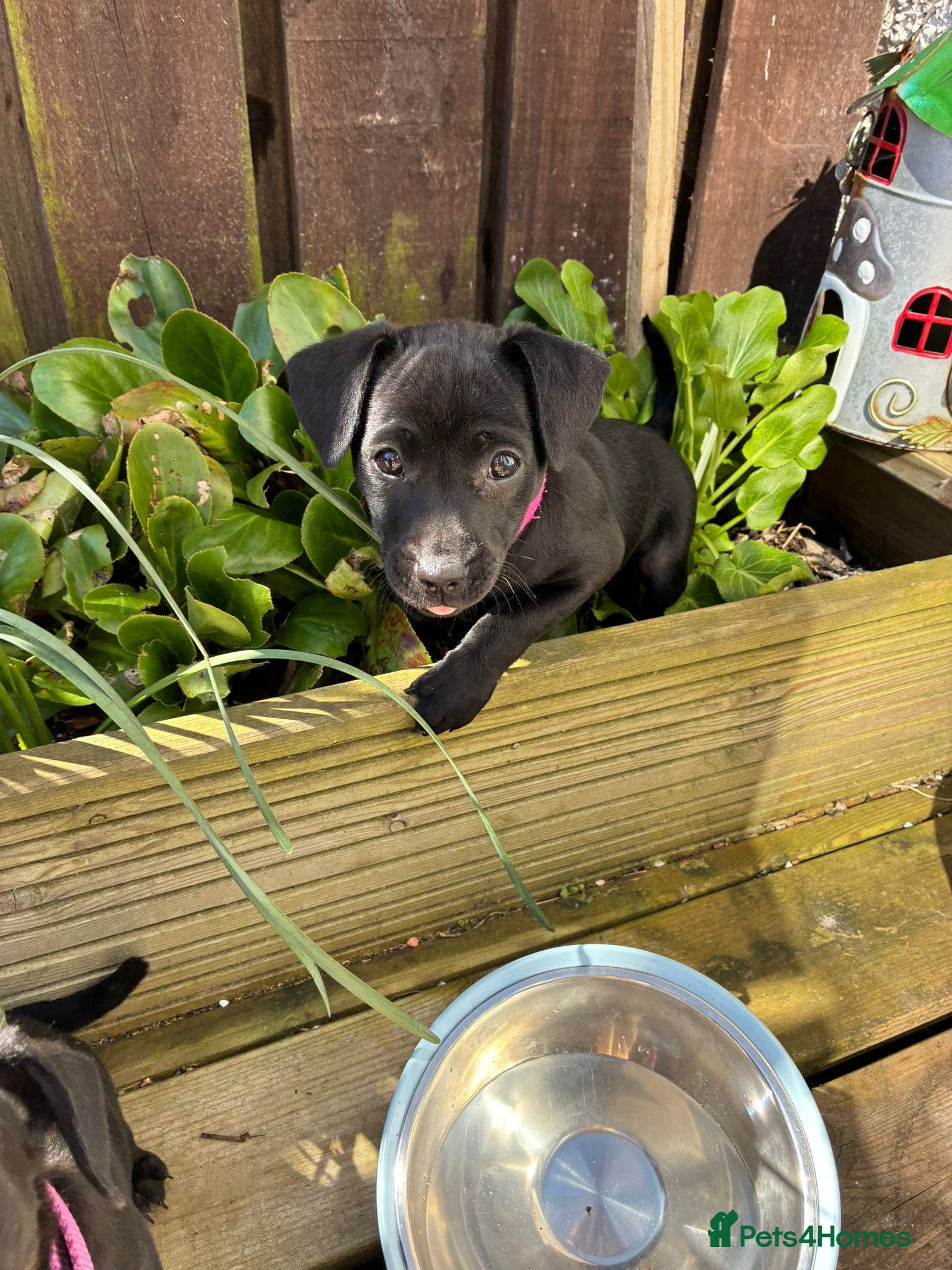 Mexican Hairless dogs  2 Mini mexican coated/ xoloitzcuintli - Advert 2