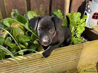 Mexican Hairless dogs 2 Mini mexican coated/ xoloitzcuintli - Advert 2