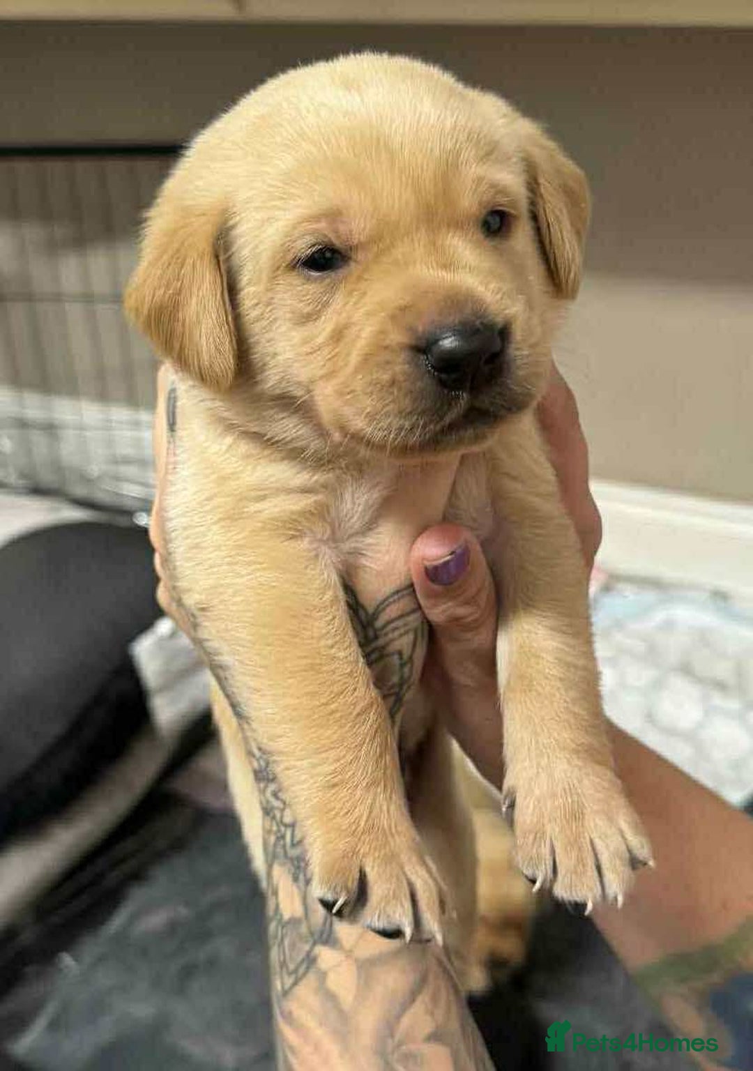 Labrador Retriever dogs for sale: Adorable KC registered fox red and black labs  - Image 23