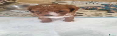 Cavapoo 1