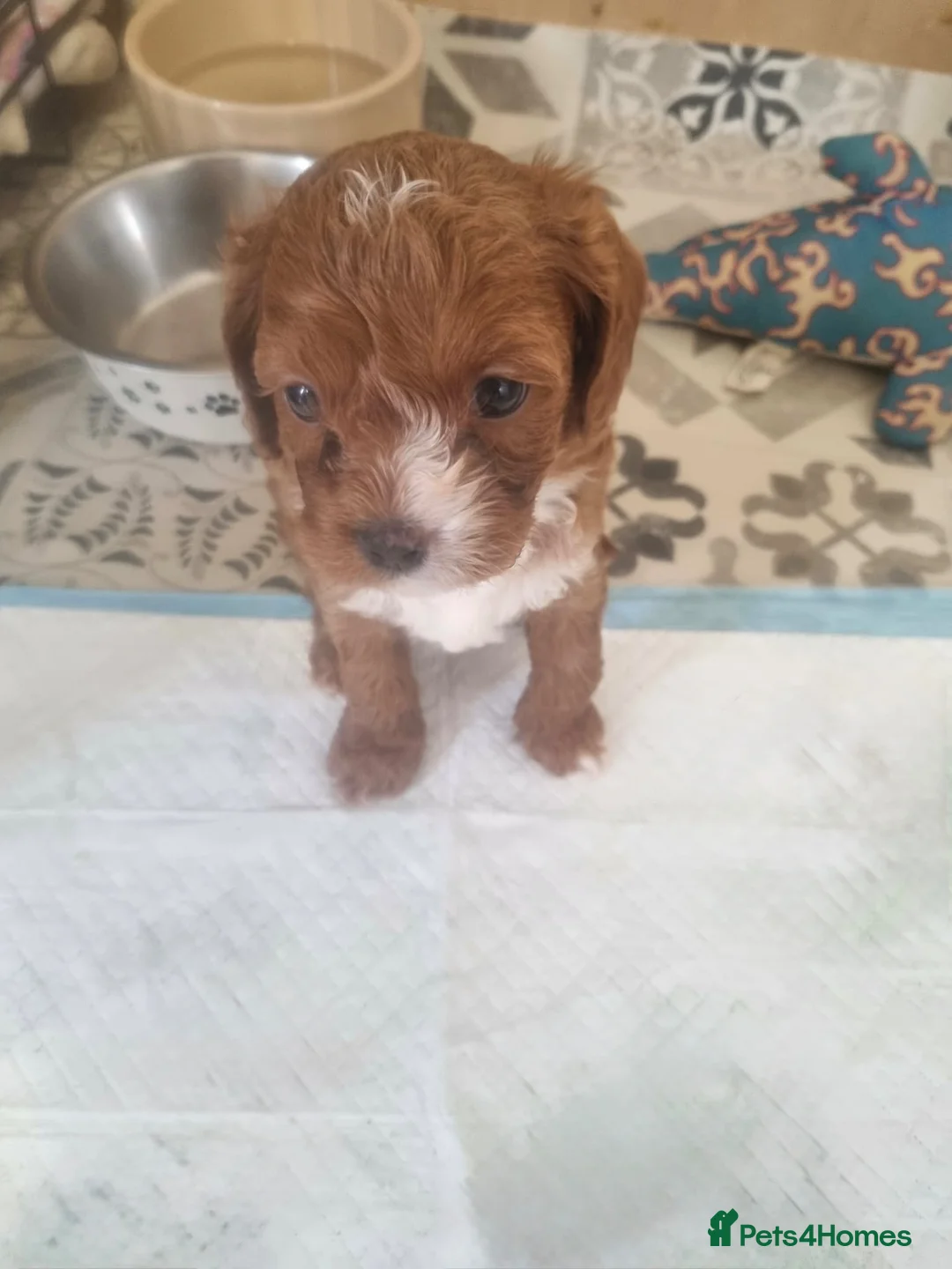 Cavapoo dogs for sale: Cavapoo extra miniature - Advert 25