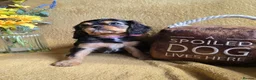 Cavalier King Charles Spaniel dogs for sale: Beautiful  Cavalier  puppies  - Advert 16