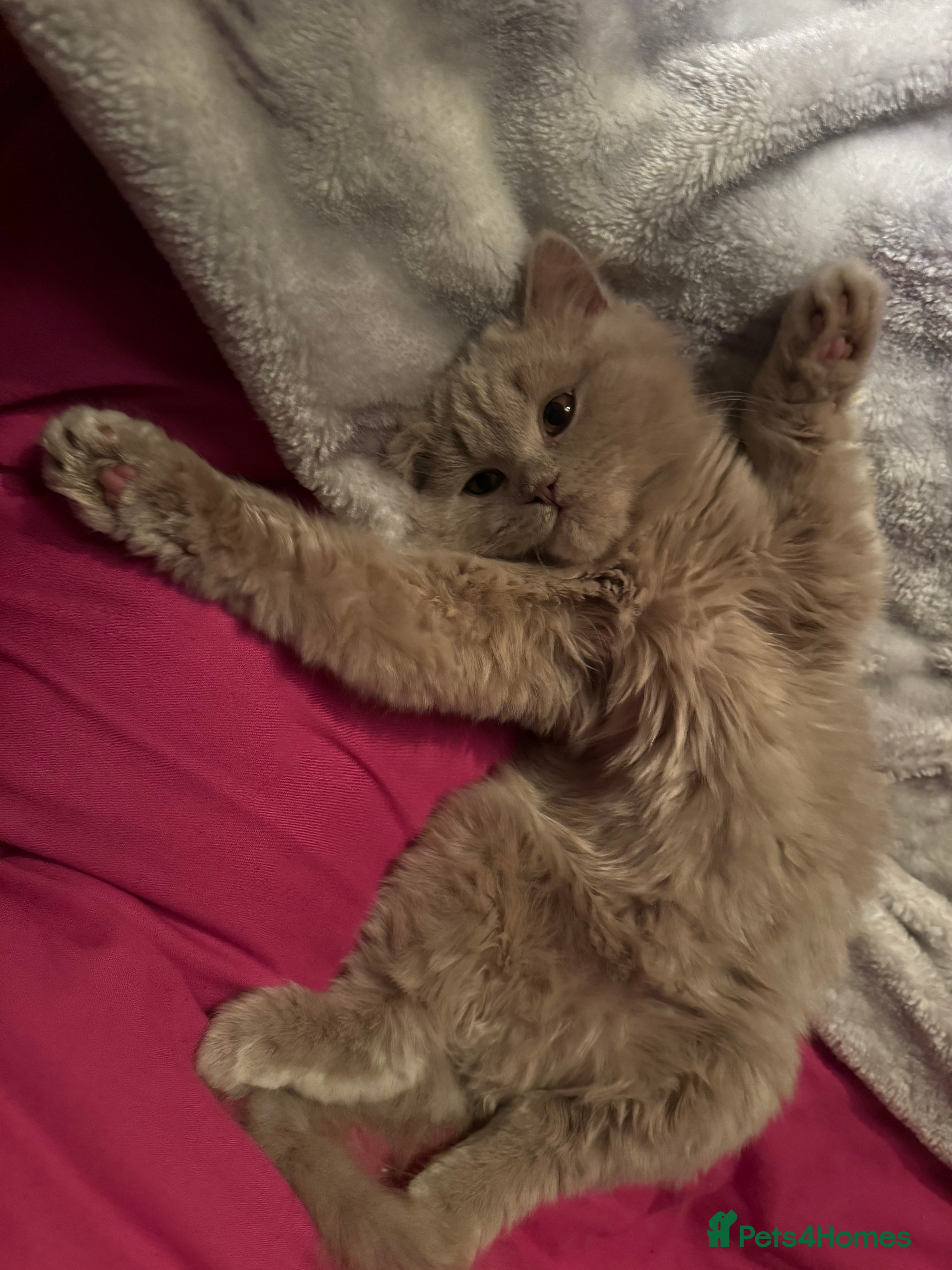 British Longhair cats Reduce to leave British Longhair Lilac - Advert 8