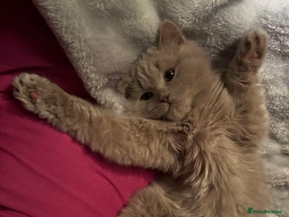British Longhair cats Reduce to leave British Longhair Lilac - Advert 8