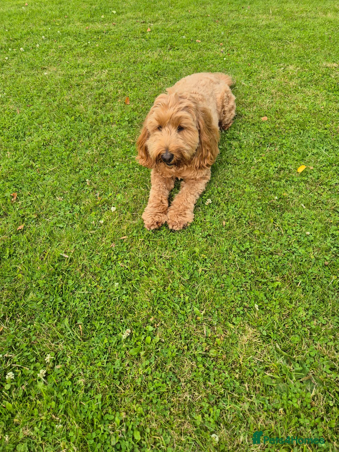 Labradoodle dogs for stud: Bailey the stud  in Glasgow - Advert 8