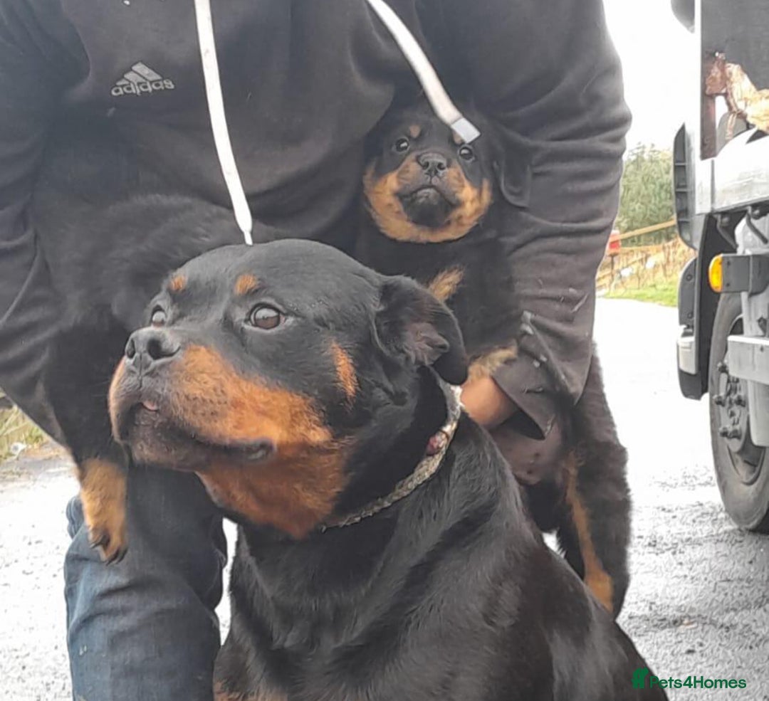 Rottweiler dogs for sale: Stunning Rottweiler puppies  - Image 3