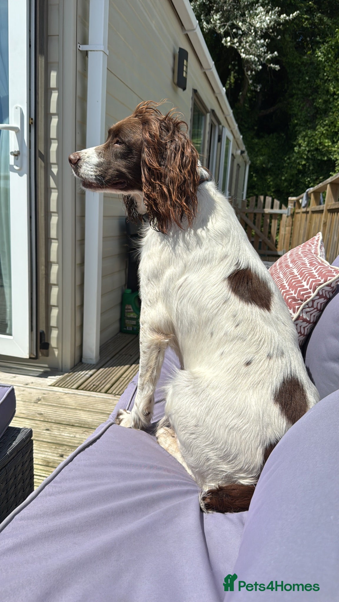 Mixed Breed dogs Female Sprocker Puppy - Advert 2