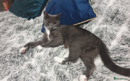 Mixed Breed cats for sale: Beautiful girl gray & white  - Image 8