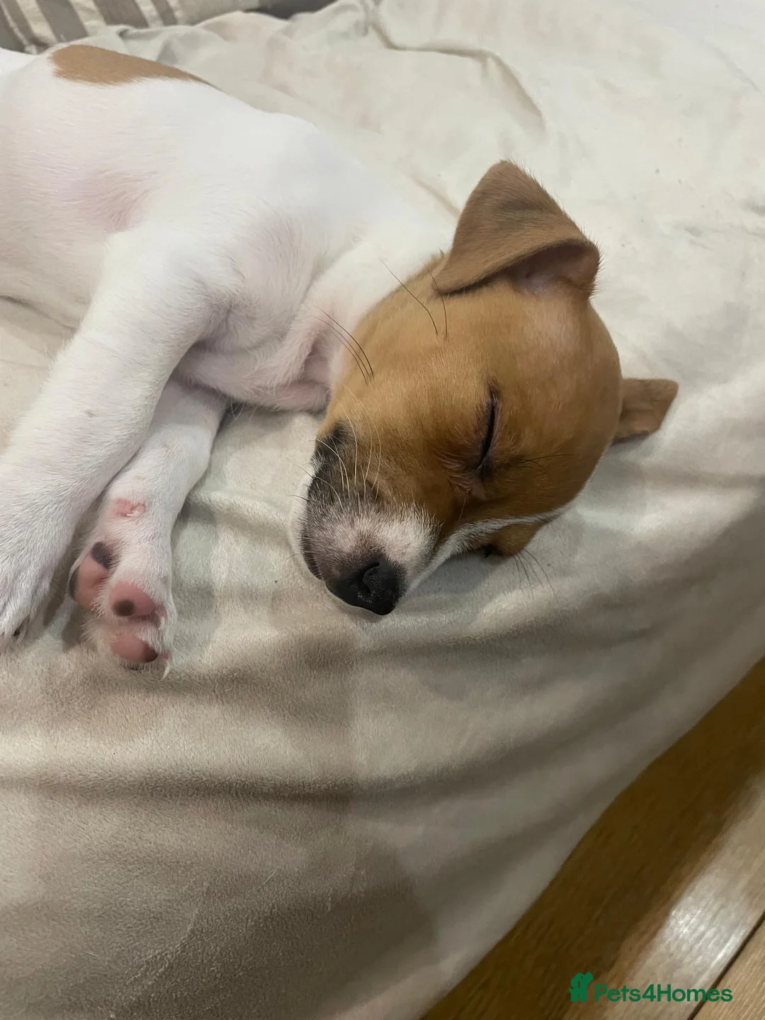 Jack Russell dogs for sale: Beautiful 12-Week-Old Female Puppy in Gravesend - Advert 7
