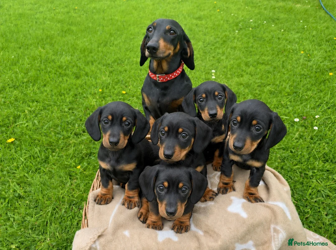 Miniature Dachshund dogs for sale: Miniature Dachshund Pups/ Dad DNA tested - Advert 1