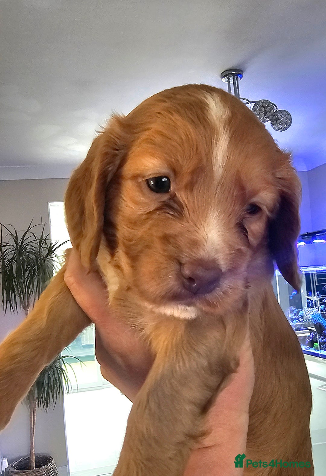 Cocker Spaniel dogs for sale: Working cocker puppies - Image 5