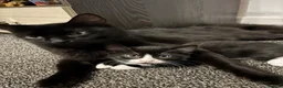 Mixed Breed cats for sale: 🐾 Lovely Kittens Looking for a Loving Home 🐾 - Advert 18