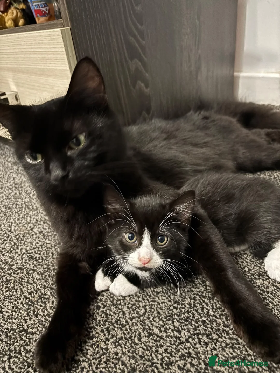 Mixed Breed cats for sale: 🐾 Lovely Kittens Looking for a Loving Home 🐾 - Advert 18