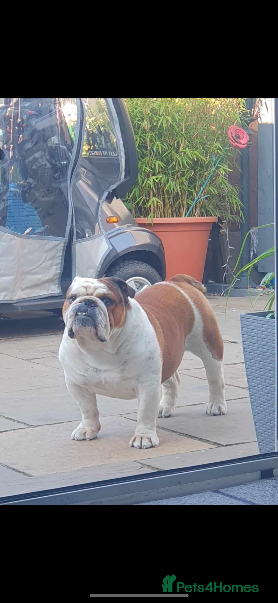 English Bulldog dogs for sale: ONE BEAUTIFUL BOY AVAILABLE  - Advert 4