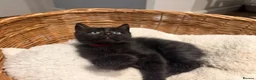 Birman cats for sale: Gorgeous Birman MixKittens Beautiful Personalities - Advert 6