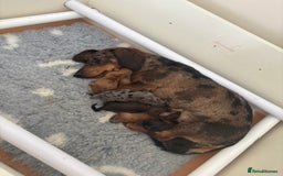 Miniature Dachshund dogs for sale: Gorgeous Long &short haired mini dachshund puppies - Image 1