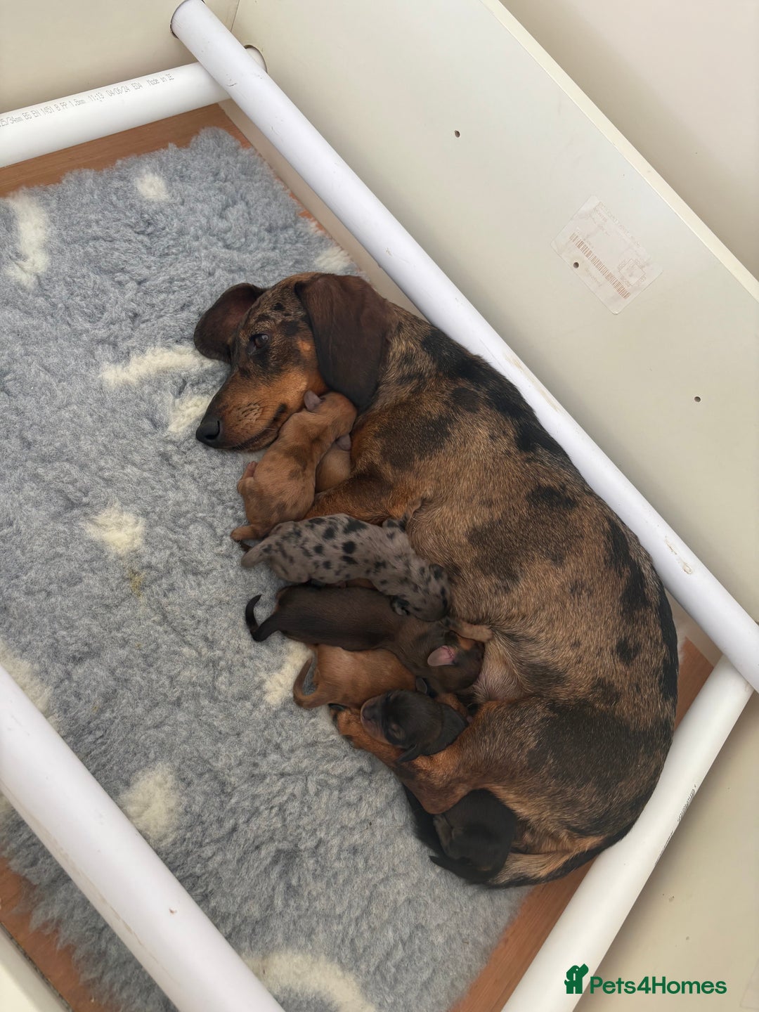 Miniature Dachshund dogs for sale: Gorgeous Long &short haired mini dachshund puppies - Image 1