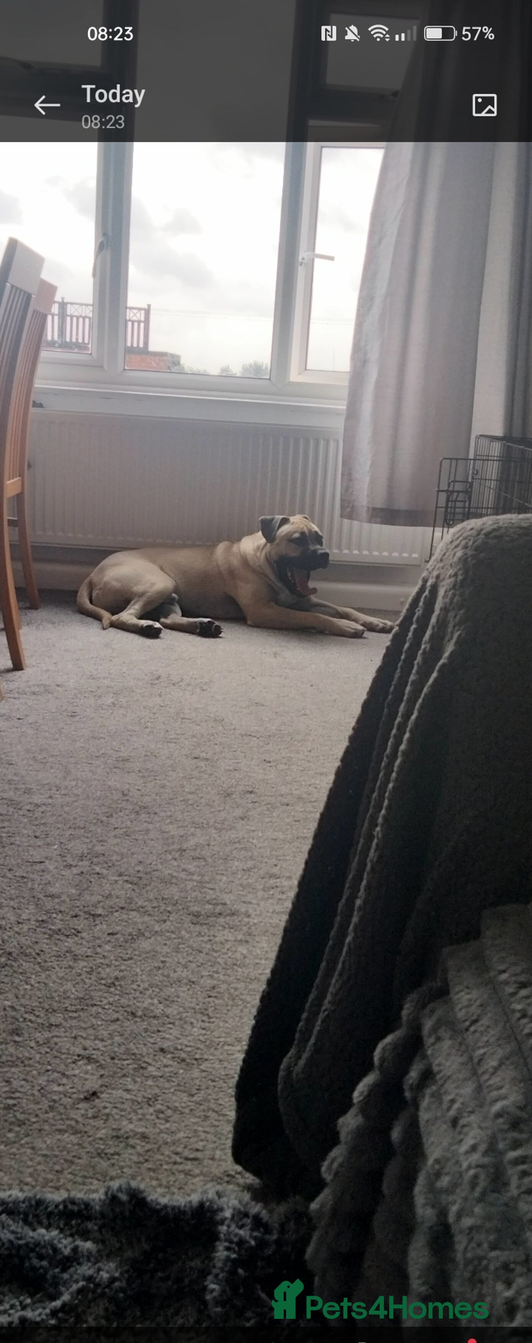 Mixed Breed dogs for sale: AMERICAN BULLDOG MIX FOR SALE ASAP - Image 16