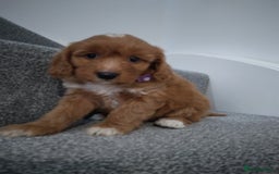 Cockapoo dogs for sale: F1 Cockapoo pups 🐾 - Image 9