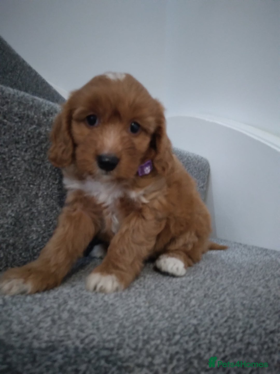 Cockapoo dogs for sale: F1 Cockapoo pups 🐾 - Image 9