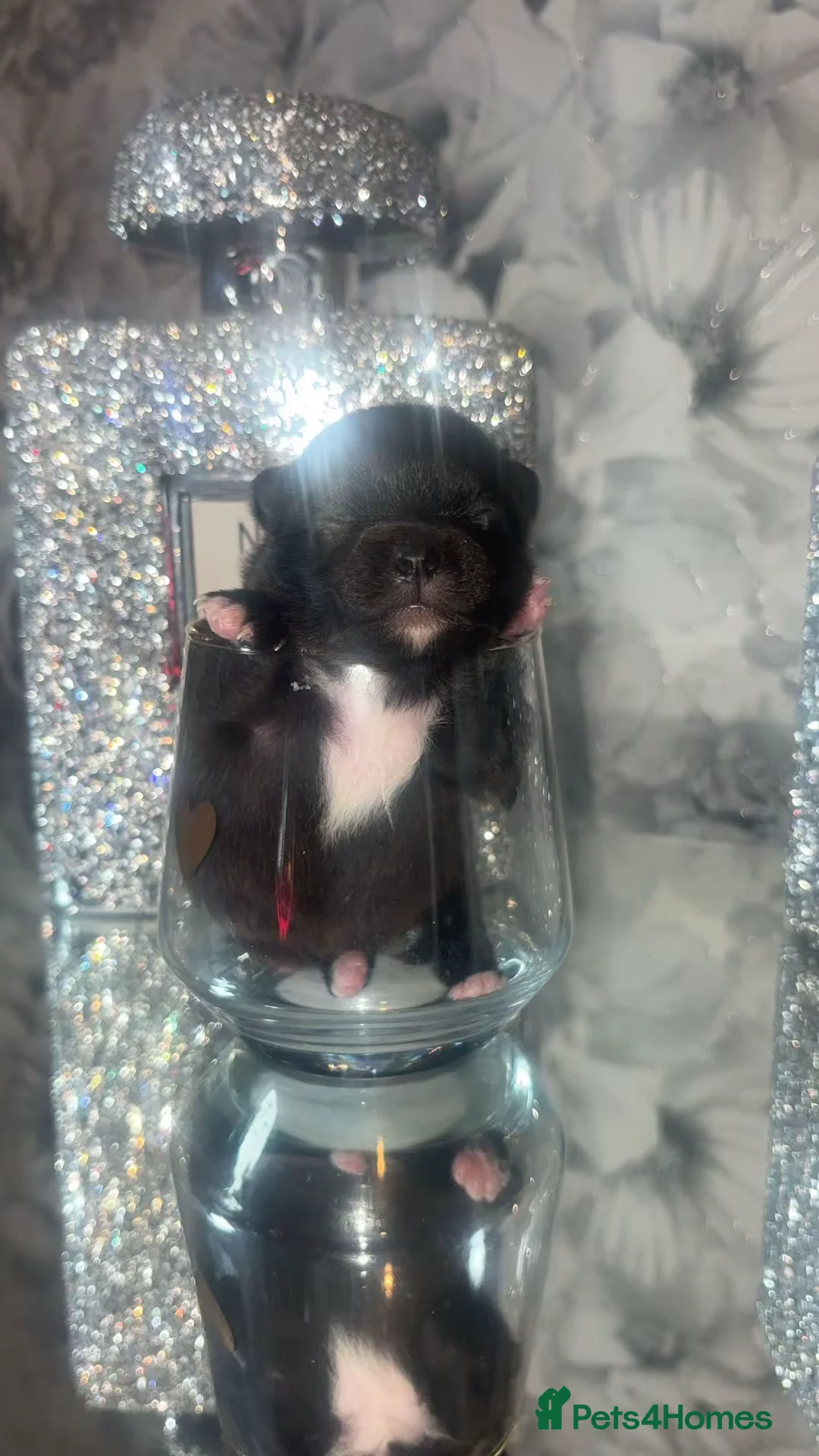 Pomeranian dogs for sale: 2 beautiful female kc poms  - Advert 2