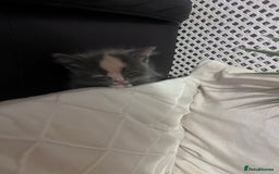 Persian cats for sale: Persian cross  - Image 11