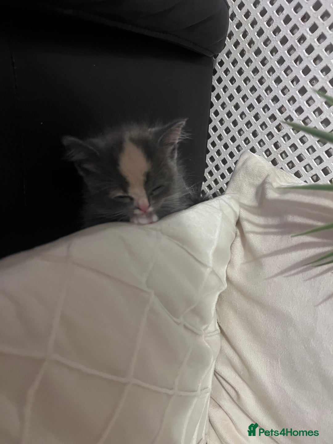 Persian cats for sale: Persian cross  - Image 11