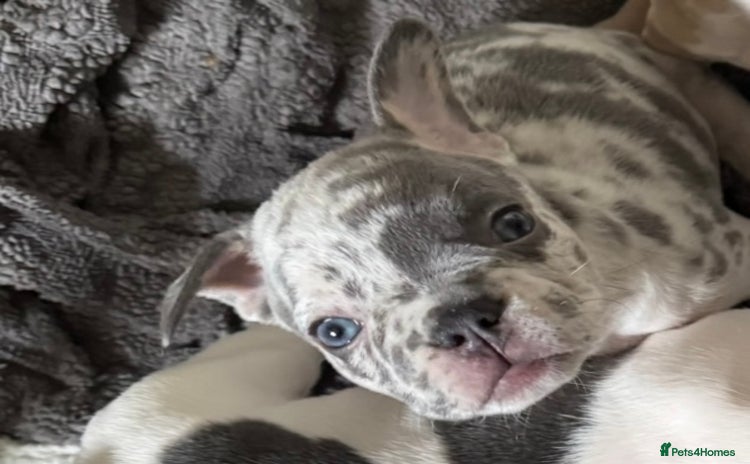 French Bulldog dogs - Advert 1