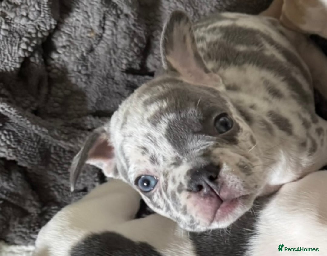French Bulldog dogs for sale: REDUCED last 3 females don’t miss out great price - Image 1