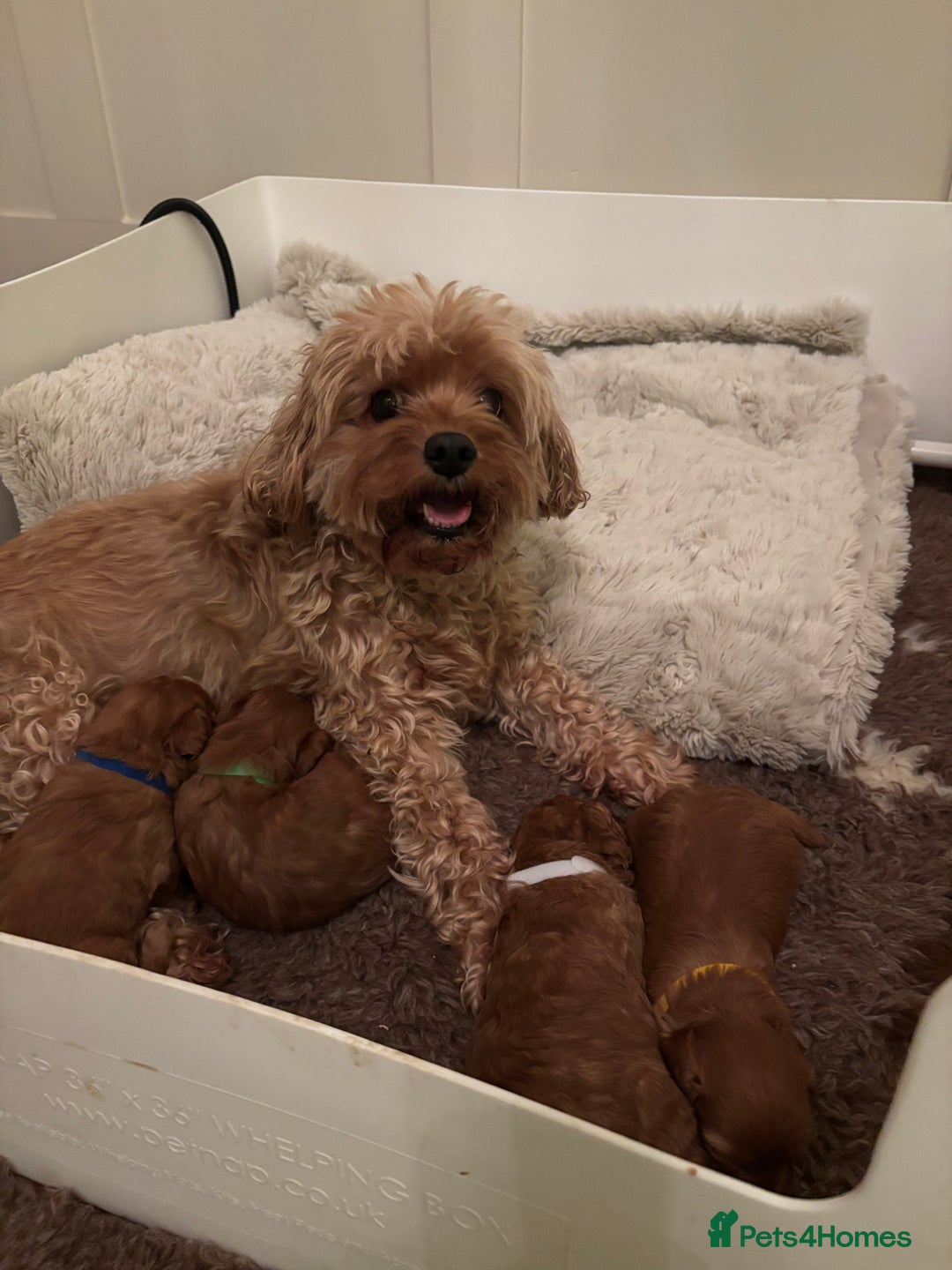 Cavapoo dogs for sale: Extensively health tested F1b Red Cavapoo’s - Advert 9