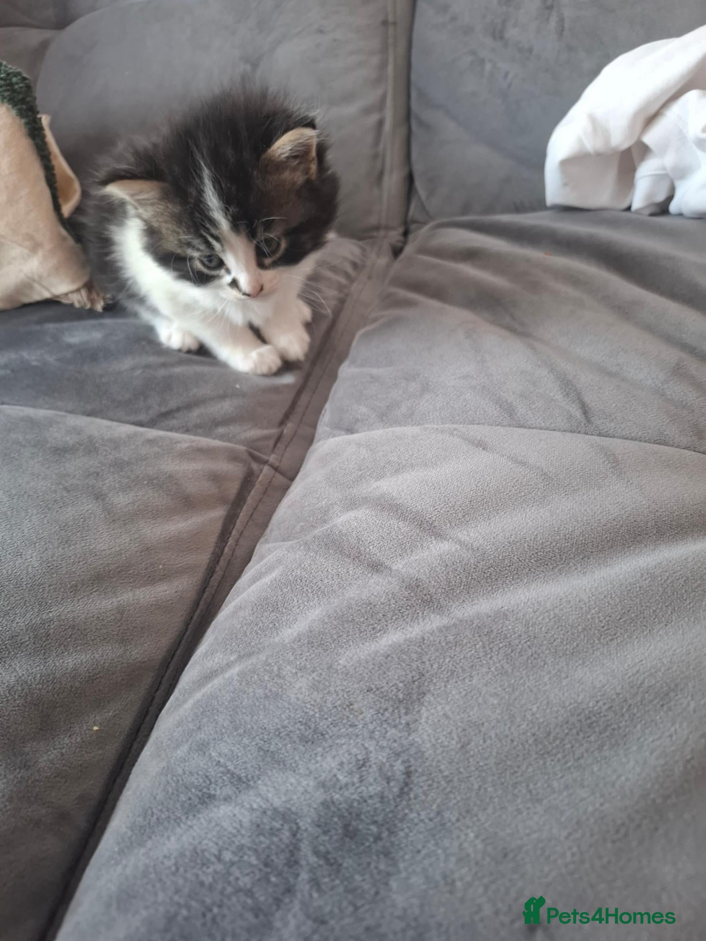 Mixed Breed cats Cute black white ginger stripe mix kittens - Advert 2