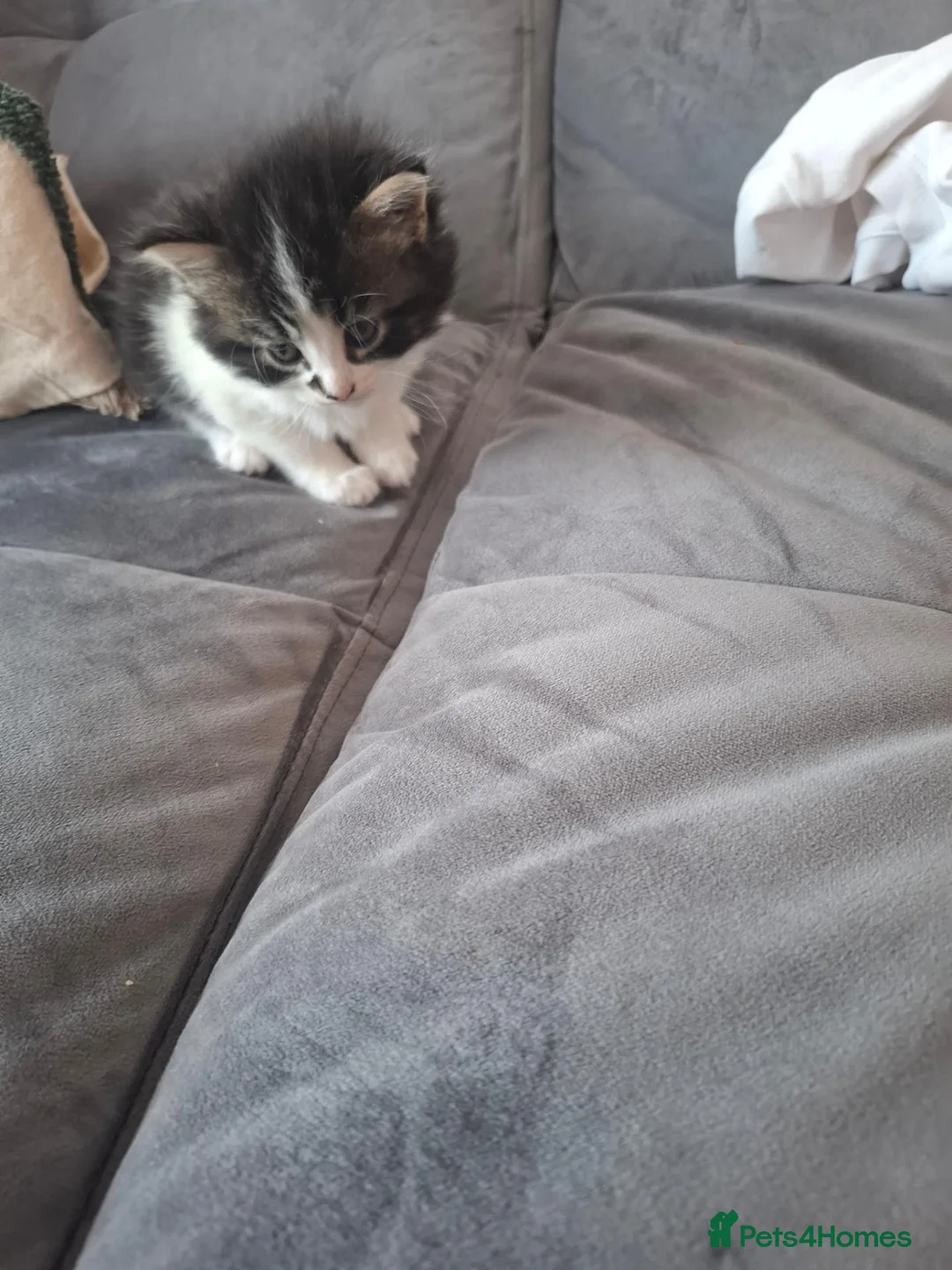 Mixed Breed cats for sale: Cute black white ginger stripe mix kittens - Advert 1