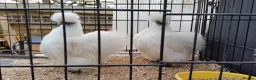 Chickens poultry for sale: Bantam Silkies - Advert 3