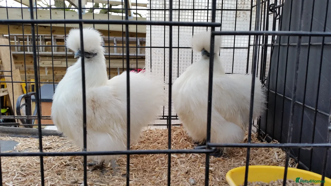 Chickens poultry for sale: Bantam Silkies - Advert 3