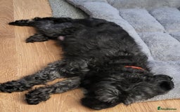 Mixed Breed dogs for sale: Pooshi x Bedipoo  - Image 2