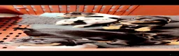 Jack Russell dogs for sale: 2 Male Jack Russell Puppy’s Available in Banchory - Advert 1