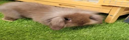 Mini Lion Lop rabbits for sale: Adorable Mini Lion Lops - READY JULY 1ST - Advert 9
