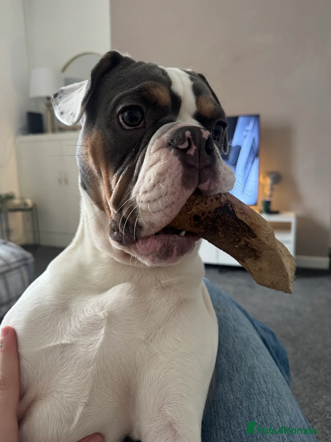 Mixed Breed dogs for sale: Remmie - Advert 5