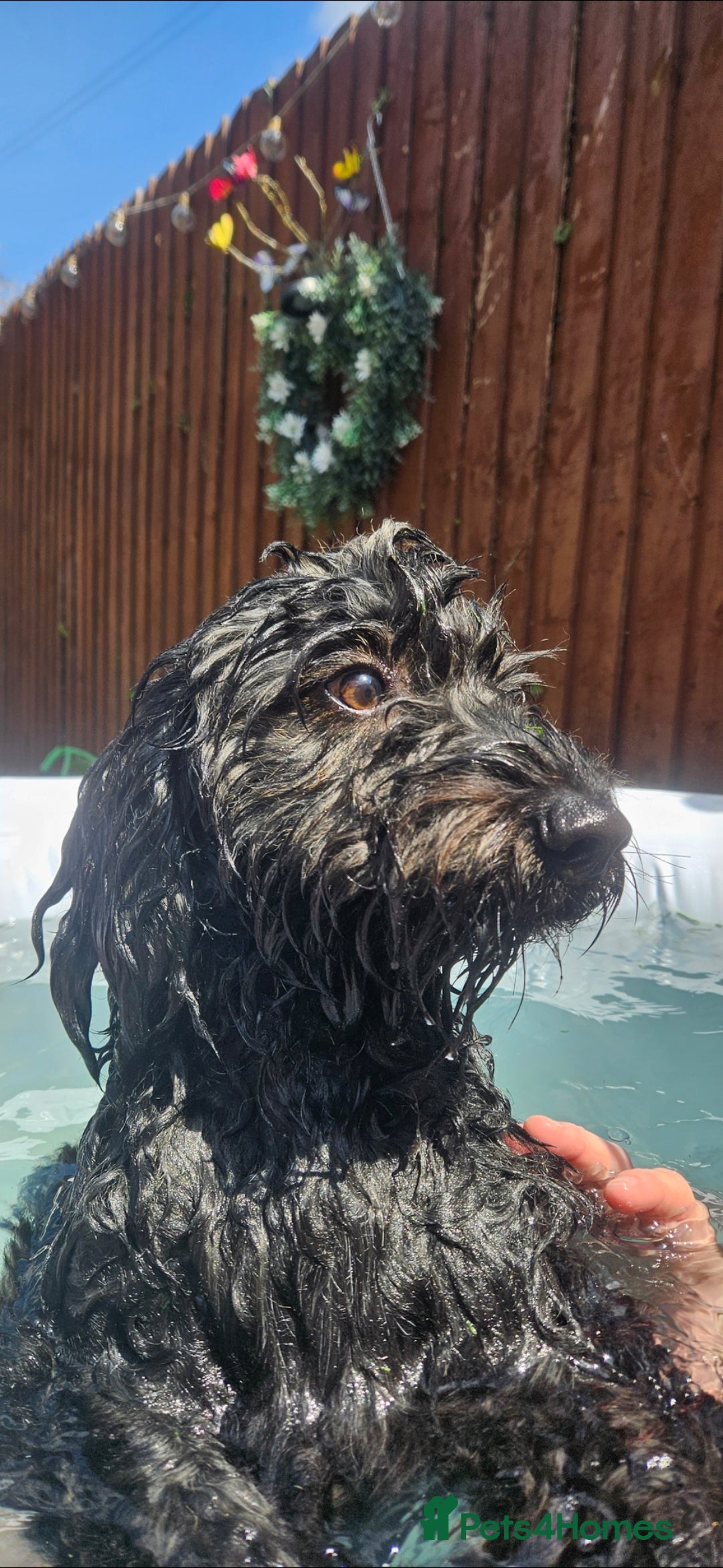 Mixed Breed dogs for sale: Male yorkipoo  - Advert 4