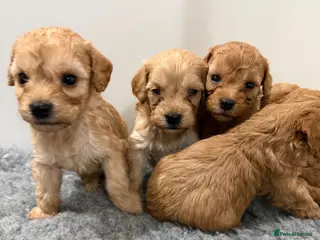 Cavapoo dogs Health Tested F1B Cavapoo - Advert 1