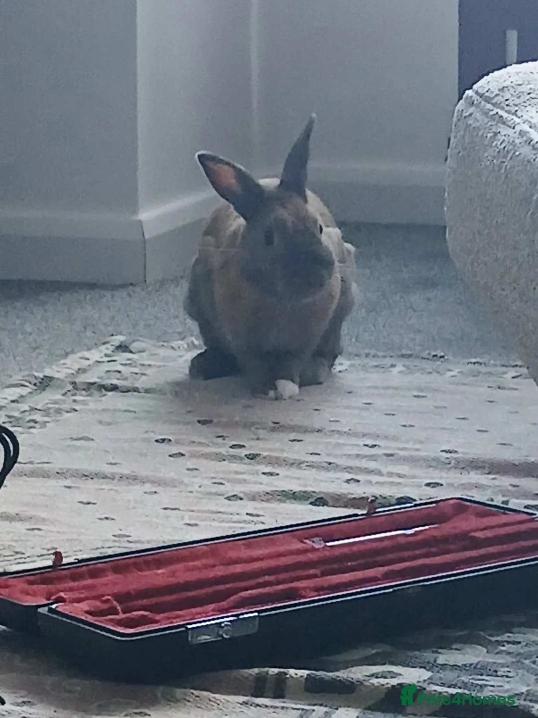 Mixed Breed rabbits for sale: Rocky in Lancing - Advert 5