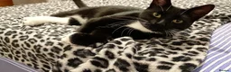 Mixed Breed cats for sale: Cuddly Luka is looking for a new cosy home in Birkenhead - Advert 3