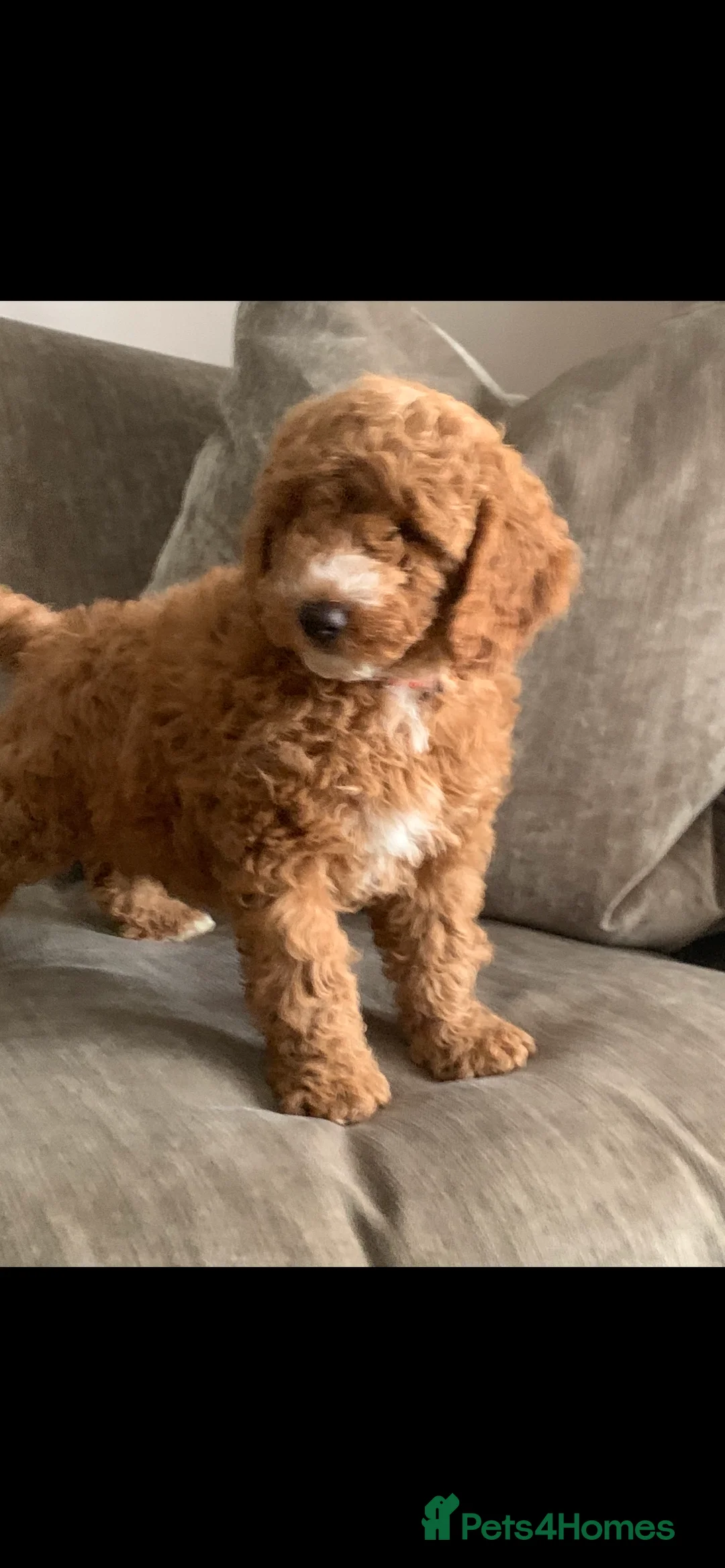 Labradoodle dogs for sale: Double Doddle puppies ( Health tested )  - Advert 2