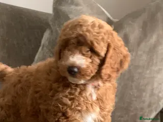 Labradoodle dogs Double Doddle puppies ( Health tested ) - Advert 1