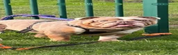 English Bulldog dogs for sale: English bulldog for sale  - Advert 3