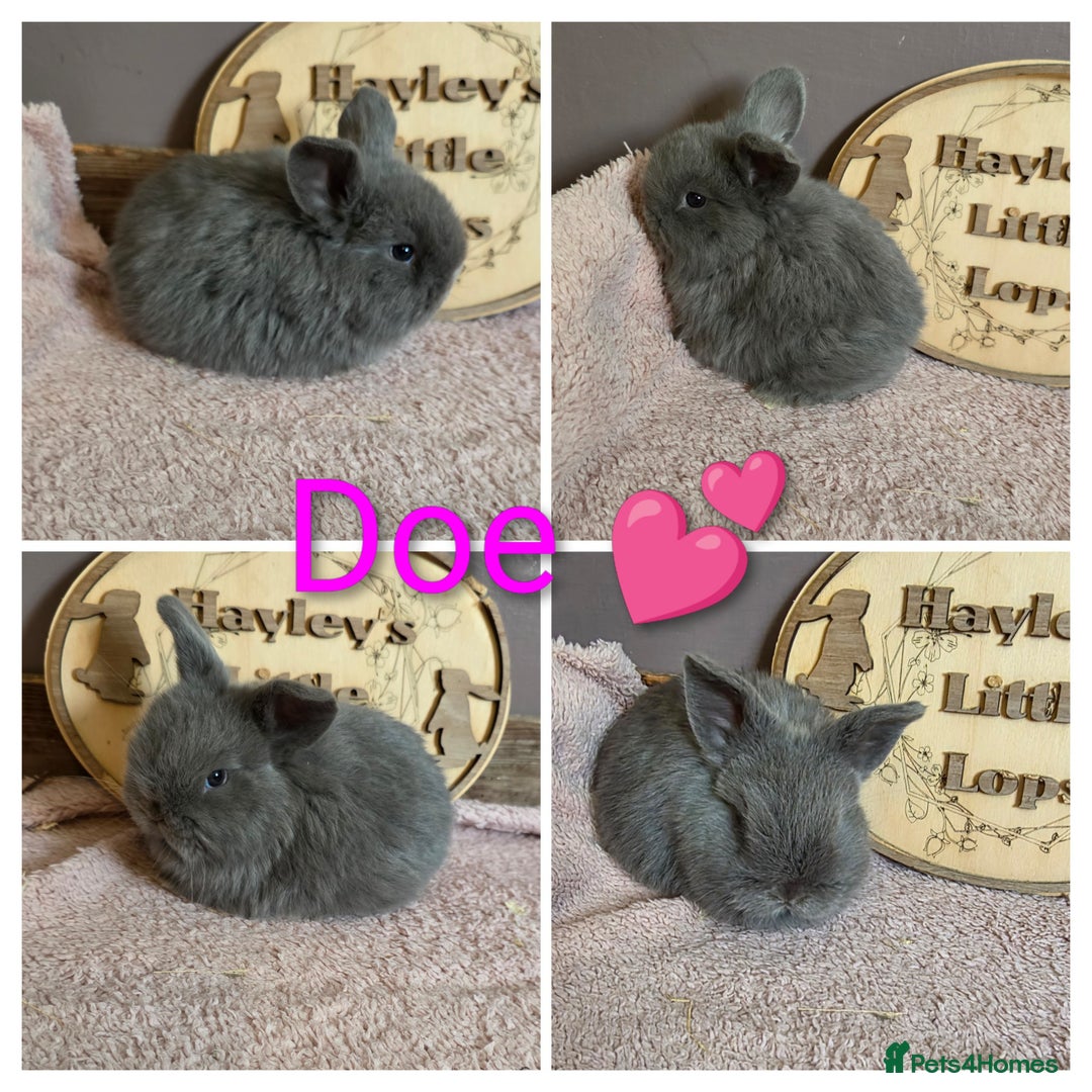Mini Lop rabbits for sale: Gorgeous pure breed mini lops  - Advert 5