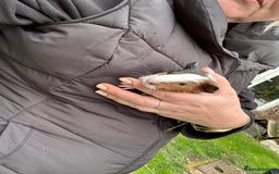Guinea Pig rodents for sale: Baby Guinea Pigs ready now - Image 28